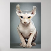 Elf Sphinx Cat-foto Poster (Voorkant)