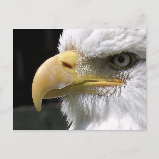 ELGF-VOGELS BRIEFKAART (Voorkant)