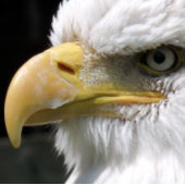 ELGF-VOGELS BRIEFKAART