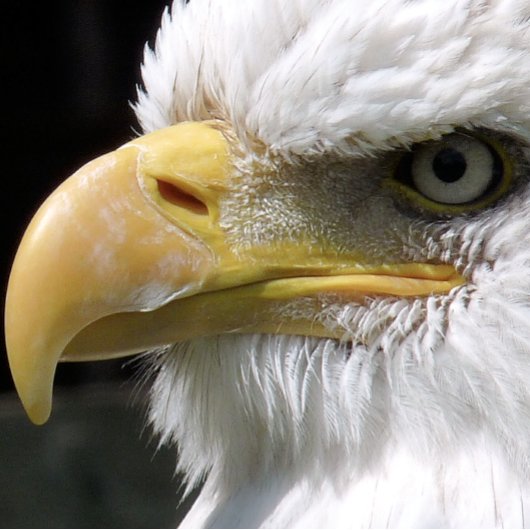 ELGF-VOGELS CANVAS AFDRUK