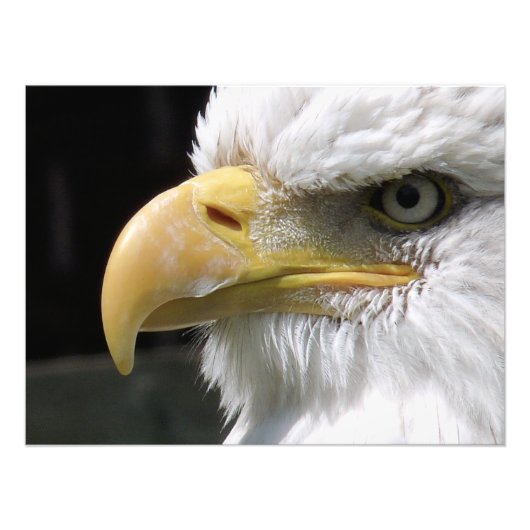 ELGF-VOGELS FOTO AFDRUK (Voorkant)