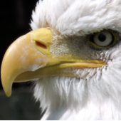 ELGF-VOGELS FOTOBLOKKEN