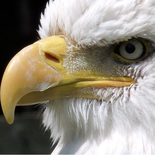 ELGF-VOGELS KOFFIEMOK