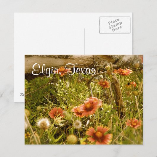 Elgin Texas Wildflower Briefkaart (Voorkant / Achterkant)