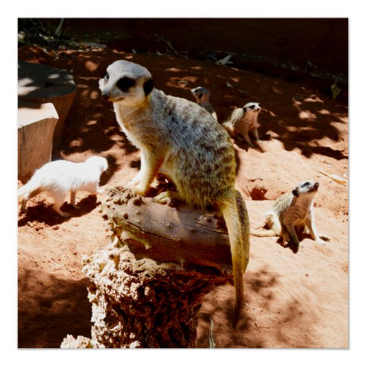 Eliza Queen of the Meerkats, Poster (Voorkant)