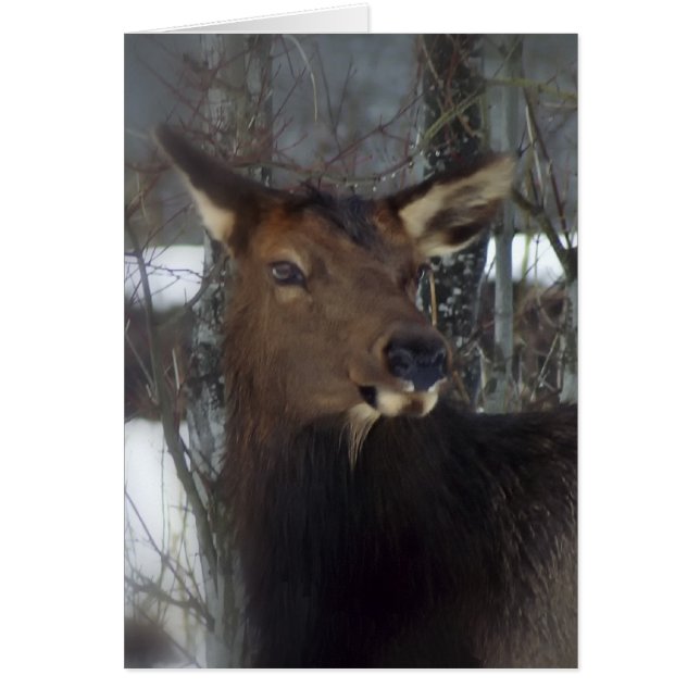 Elk (Voorkant)