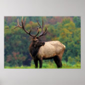 Elk 19x13 Poster (Voorkant)