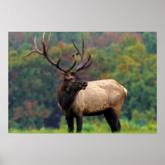 Elk 19x13 Poster (Voorkant)