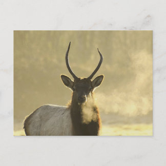 elk ademt briefkaart