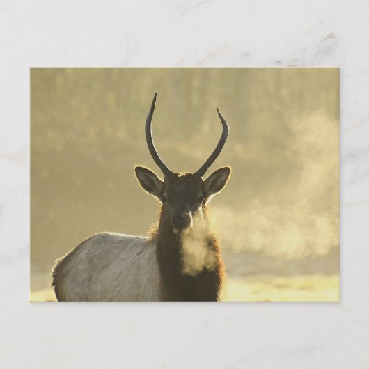 elk ademt briefkaart (Voorkant)