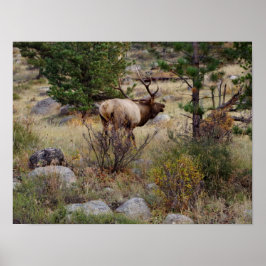 Elk afluisteren in Rocky Mountain National Park Pr Poster
