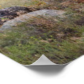 Elk afluisteren in Rocky Mountain National Park Pr Poster (Hoek)