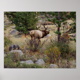 Elk afluisteren in Rocky Mountain National Park Pr Poster
