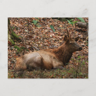Elk Ansichtkaart Briefkaart