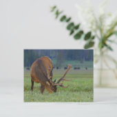 elk ansichtkaart briefkaart (Staand voorkant)