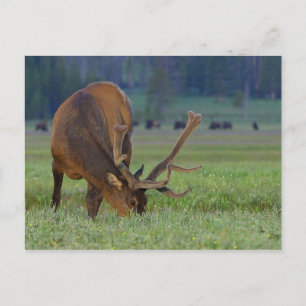 elk ansichtkaart briefkaart