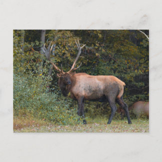 Elk Ansichtkaart Briefkaart