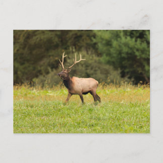 Elk Ansichtkaart Briefkaart