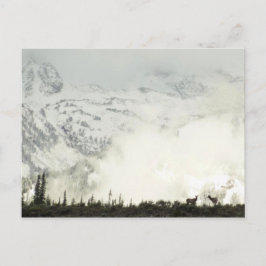 Elk bij Grand Teton National Park Fotografie Briefkaart