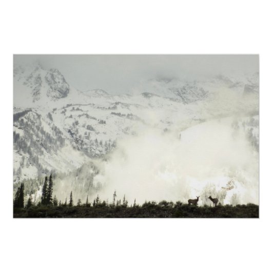 Elk bij Grand Teton National Park Fotografie Perfect Poster (Voorkant)
