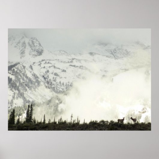 Elk bij Grand Teton National Park Fotografie Poster (Voorkant)