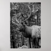 Elk Black White Photo Modern Rustic Cabin Poster (Voorkant)