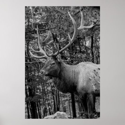Elk Black White Photo Modern Rustic Cabin Poster (Voorkant)