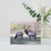 Elk Briefkaart (Staand voorkant)