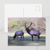 Elk Briefkaart (Voorkant / Achterkant)