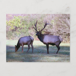 Elk Briefkaart