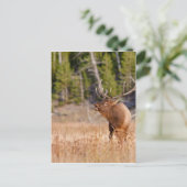 Elk Briefkaart (Staand voorkant)