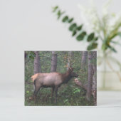 Elk Briefkaart (Staand voorkant)