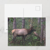 Elk Briefkaart (Voorkant / Achterkant)