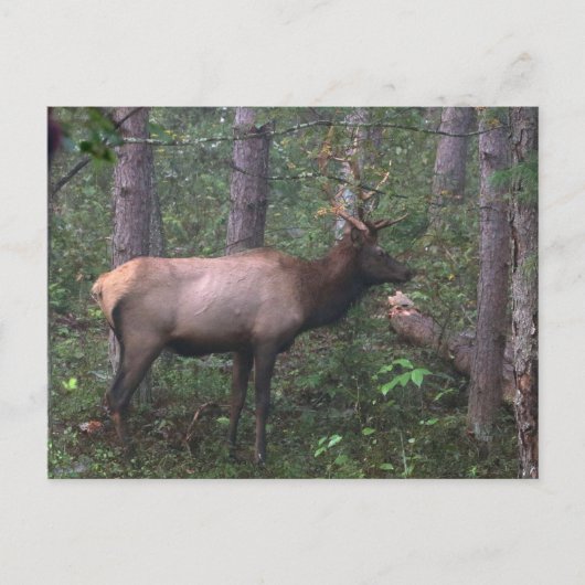 Elk Briefkaart (Voorkant)