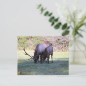 Elk Briefkaart (Staand voorkant)