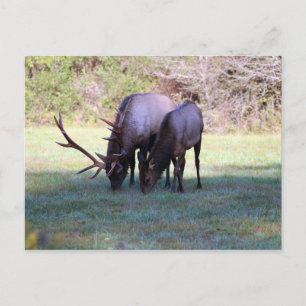 Elk Briefkaart