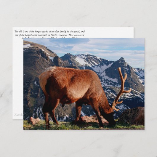 Elk Briefkaart (Voorkant / Achterkant)