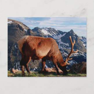 Elk Briefkaart