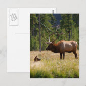 Elk Briefkaart (Voorkant / Achterkant)