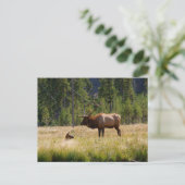 Elk Briefkaart (Staand voorkant)