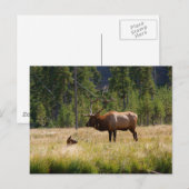 Elk Briefkaart (Voorkant / Achterkant)