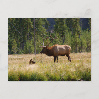 Elk Briefkaart
