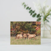 Elk Briefkaart (Staand voorkant)