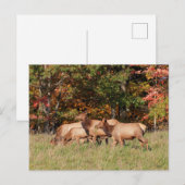 Elk Briefkaart (Voorkant / Achterkant)