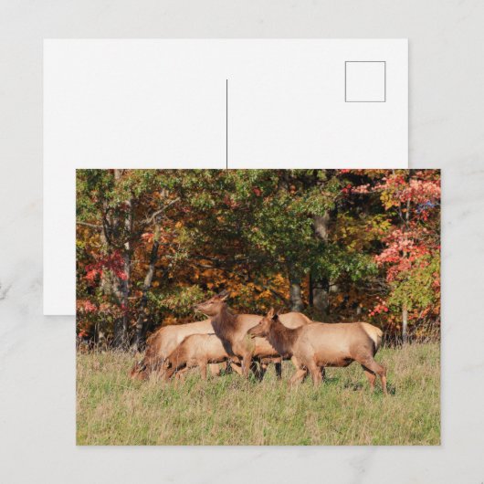 Elk Briefkaart (Voorkant / Achterkant)