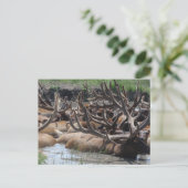 elk briefkaart (Staand voorkant)