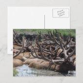 elk briefkaart (Voorkant / Achterkant)