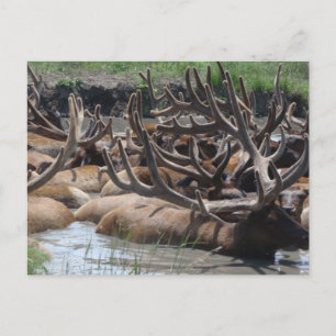 elk briefkaart