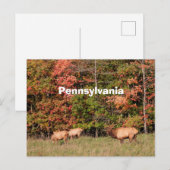 Elk Briefkaart (Voorkant / Achterkant)