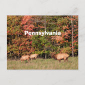 Elk Briefkaart (Voorkant)